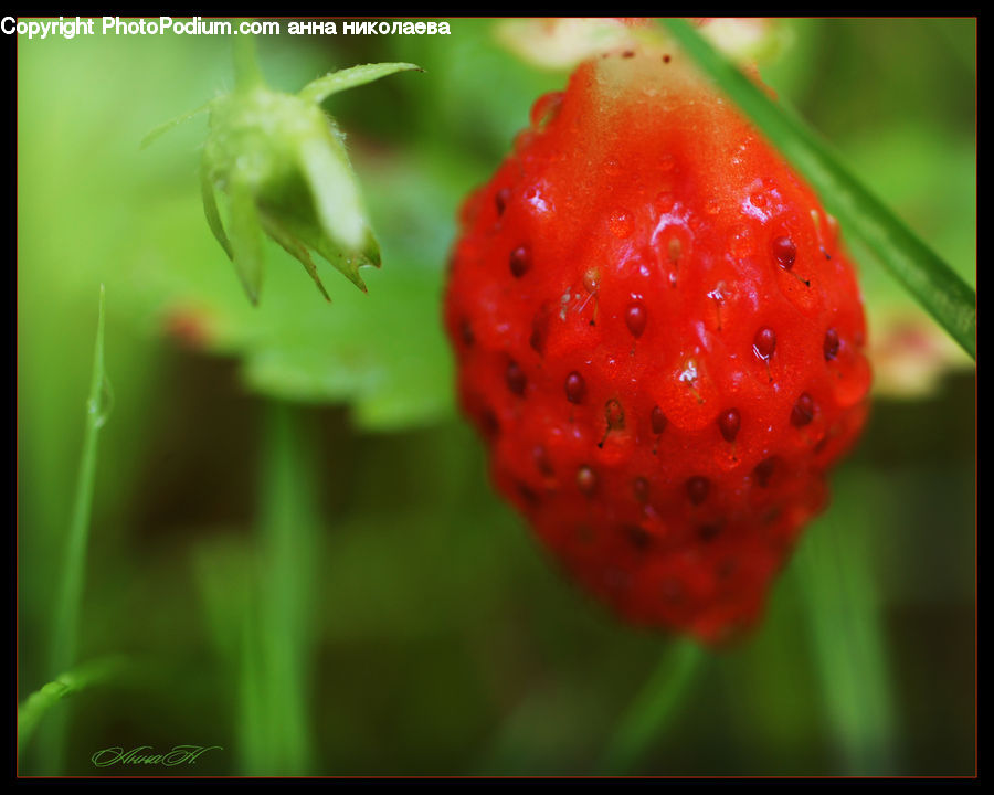 Fruit, Strawberry, Blossom, Flora, Flower, Plant