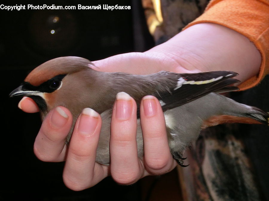 People, Person, Human, Beak, Bird, Dove, Pigeon