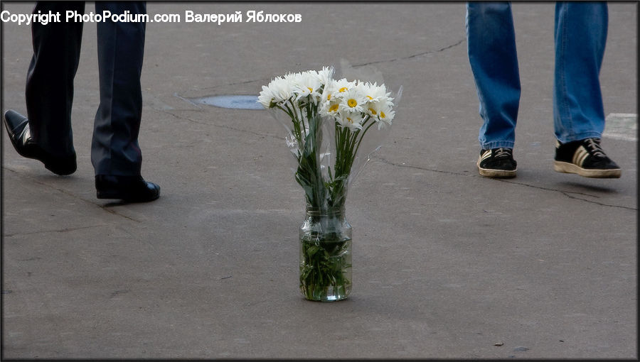 People, Person, Human, Blossom, Daffodil, Flora, Flower
