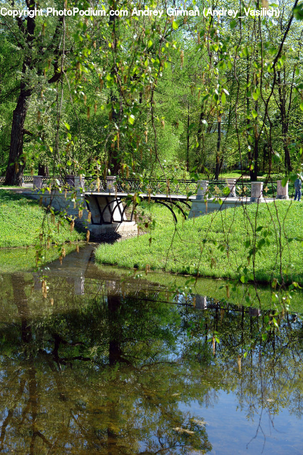 Outdoors, Pond, Water, Plant, Backyard, Yard, Blossom