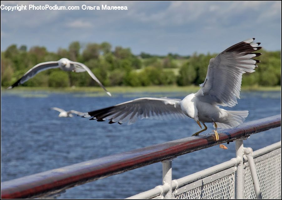 Bird, Seagull, Ardeidae, Crane Bird, Heron, Head, Portrait