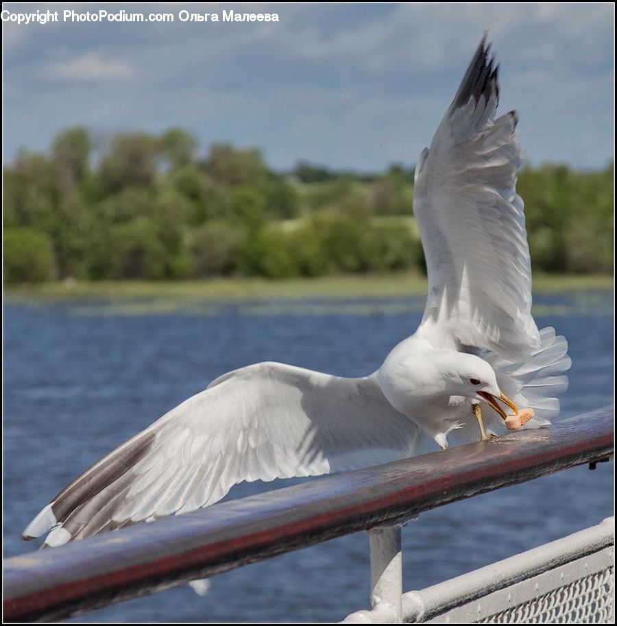 Bird, Seagull, Goose, Waterfowl