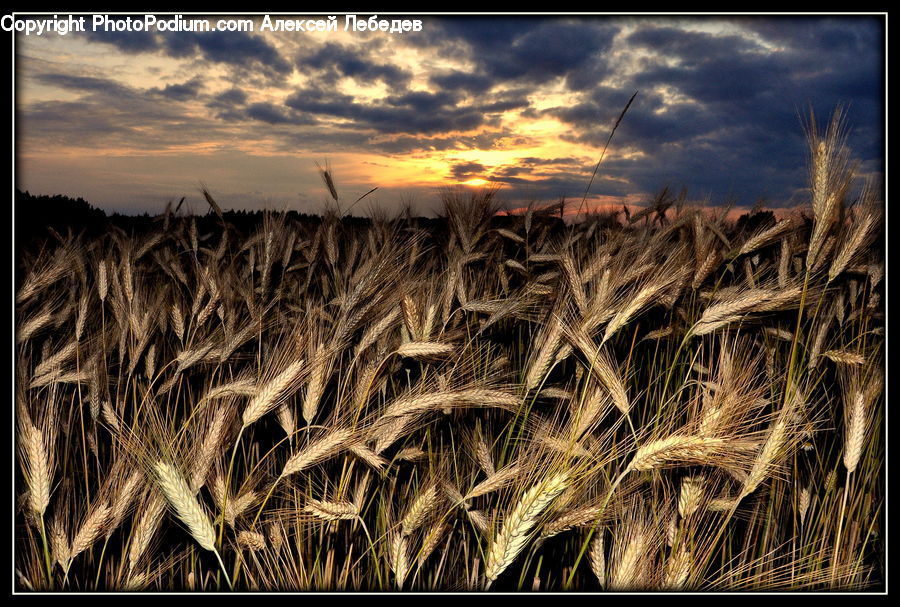 Grain, Grass, Plant, Wheat, Field, Grassland