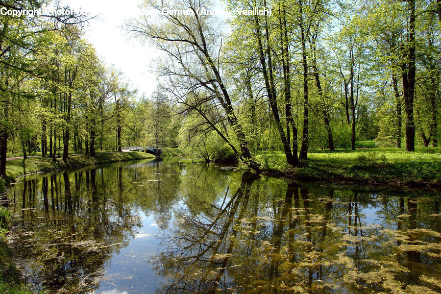 Forest, Grove, Land, Vegetation, Marsh, Outdoors, Swamp