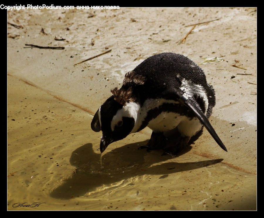 Bird, Penguin, Duck, Teal, Waterfowl