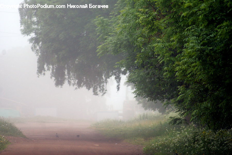 Fog, Mist, Outdoors, Forest, Vegetation, Dirt Road, Gravel