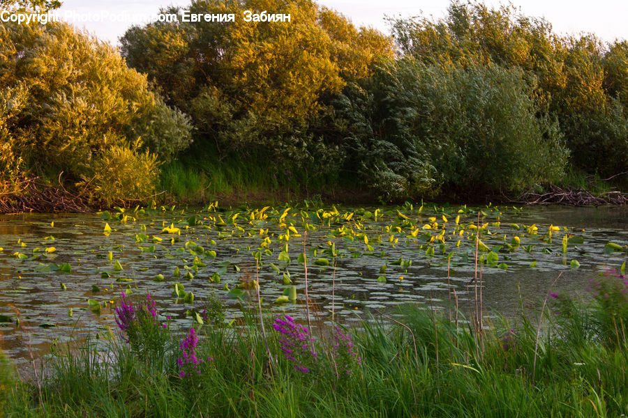 Outdoors, Pond, Water, Blossom, Flora, Flower, Plant