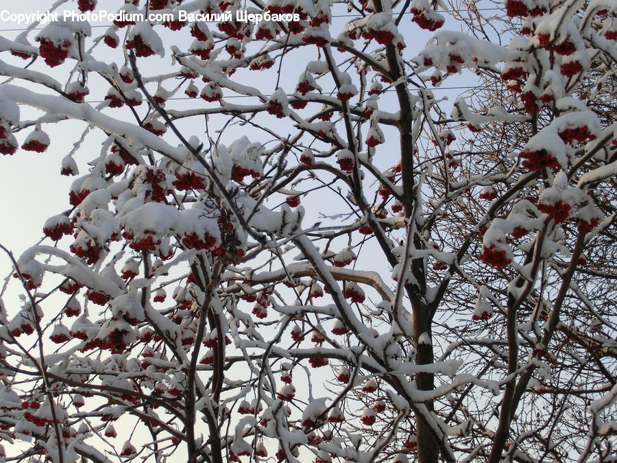 Blossom, Flora, Flower, Plant, Cherry Blossom, Ice, Outdoors