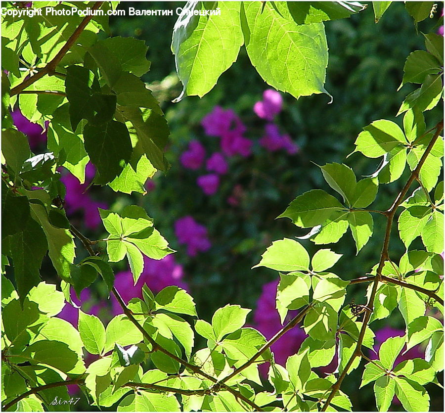 Blossom, Flora, Flower, Plant, Vine, Leaf, Ivy