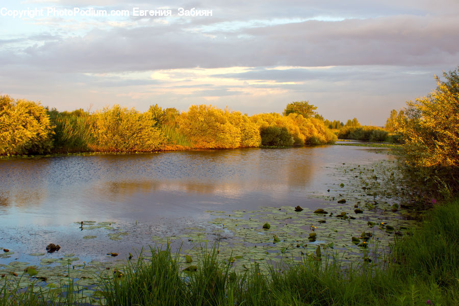Lake, Outdoors, Water, Field, Grass, Grassland, Plant