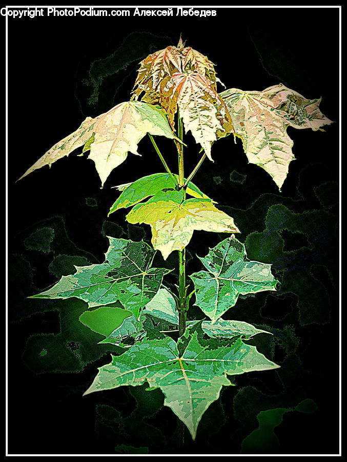 Ivy, Plant, Vine, Maple, Maple Leaf, Blossom, Flora