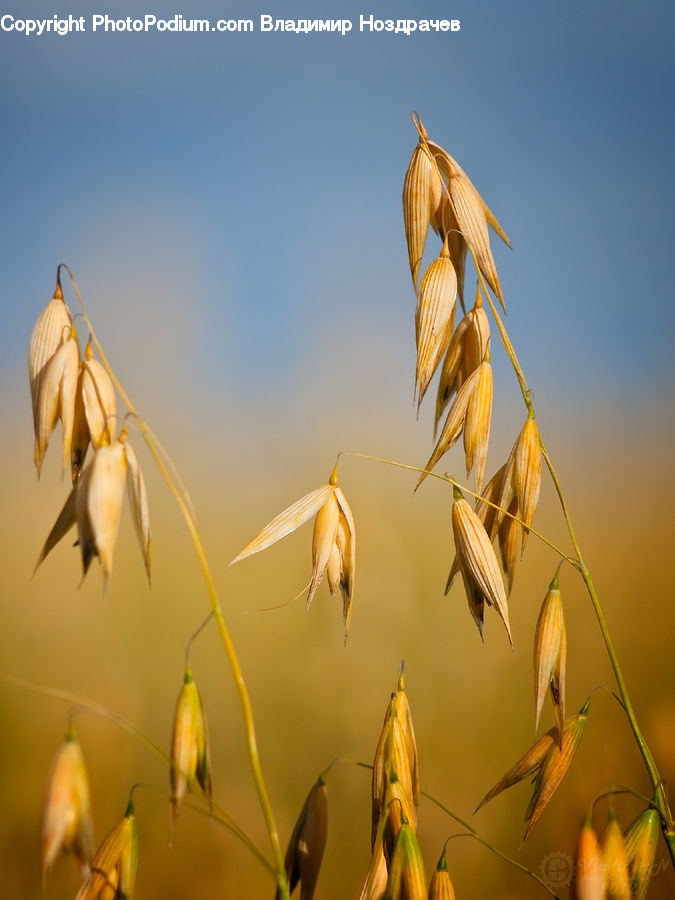 Flare, Light, Sunlight, Field, Grass, Grassland, Plant