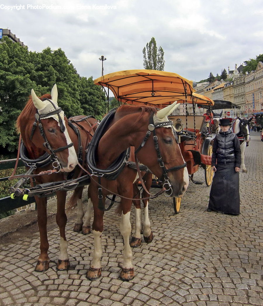 People, Person, Human, Animal, Horse, Mammal, Carriage