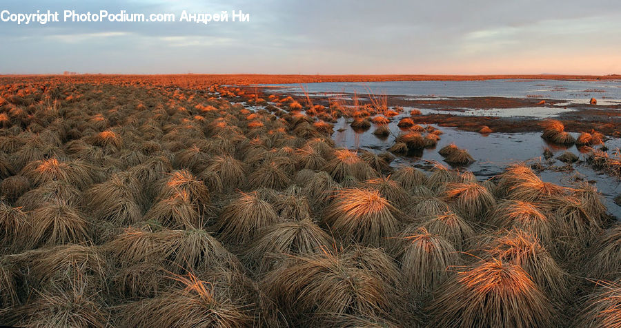 Plant, Vegetation, Field, Grass, Grassland, Desert, Outdoors