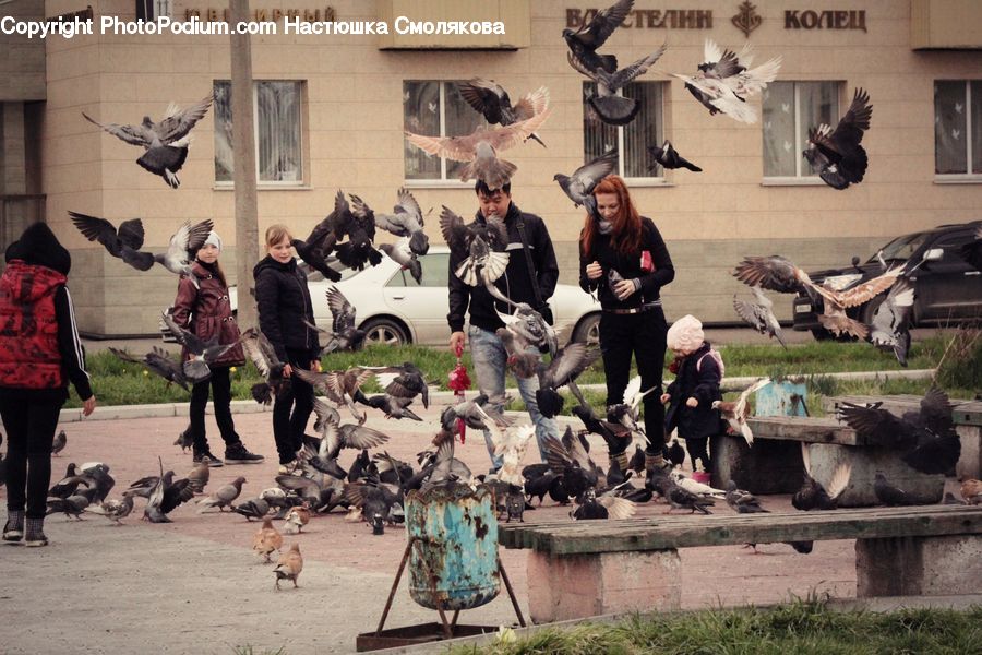 Human, People, Person, Bird, Pigeon, Condor, Vulture