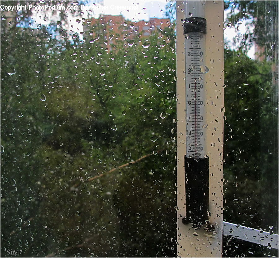 Birch, Tree, Wood, Glass, Water, Asphalt, Tarmac