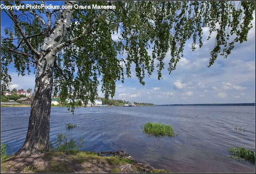 Birch, Tree, Wood, Plant, Potted Plant, Algae, Beach