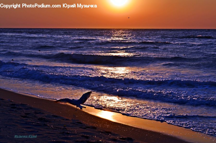 Beach, Coast, Outdoors, Sea, Water, Ocean, Bird