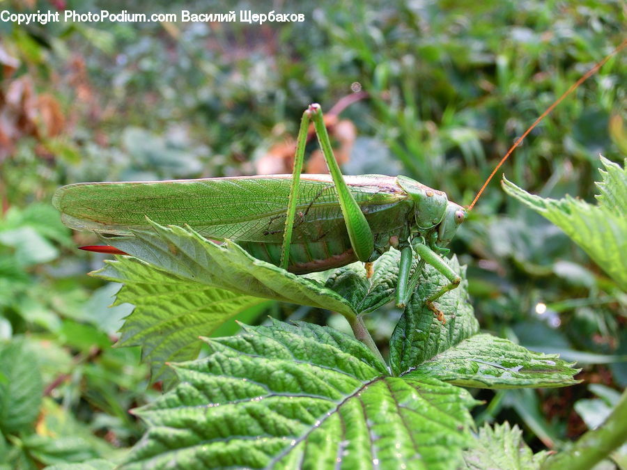 Cricket Insect, Grasshopper, Insect, Invertebrate, Plant, Vegetation