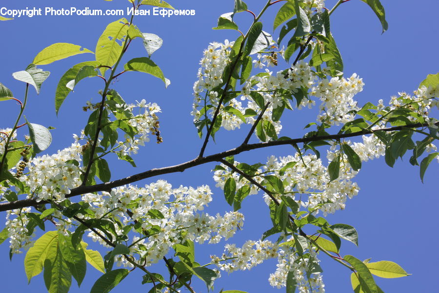 Blossom, Flora, Flower, Plant, Leaf, Oak, Sycamore