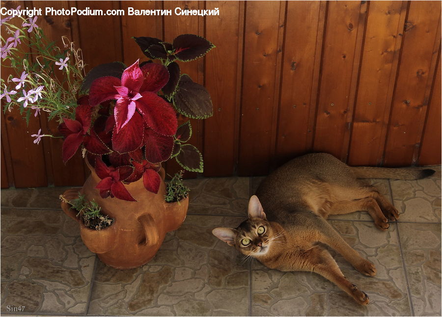 Plant, Potted Plant, Abyssinian, Animal, Cat, Mammal, Pet