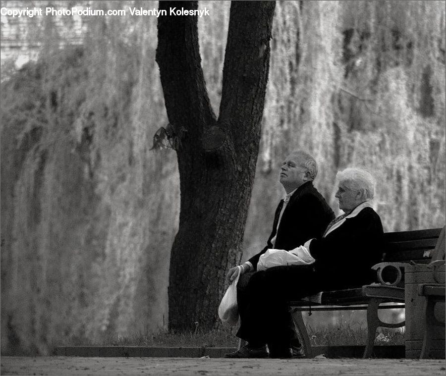 People, Person, Human, Bench, Oak, Tree, Wood