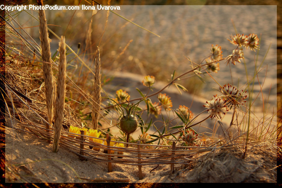 Dill, Plant, Apiaceae, Blossom, Cactus, Field, Grass