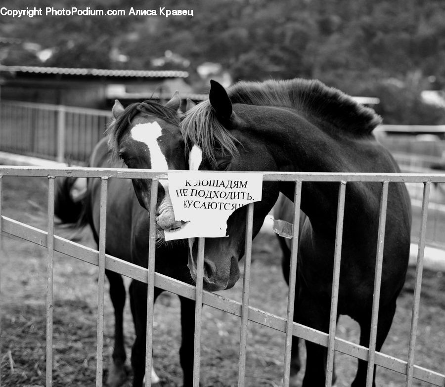 Animal, Horse, Mammal, Cattle, Stallion, Colt Horse, Angus