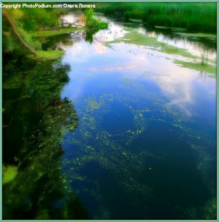 Algae, Land, Marsh, Pond, Swamp, Water, Field