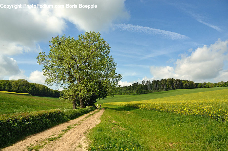 Dirt Road, Gravel, Road, Field, Grass, Grassland, Land