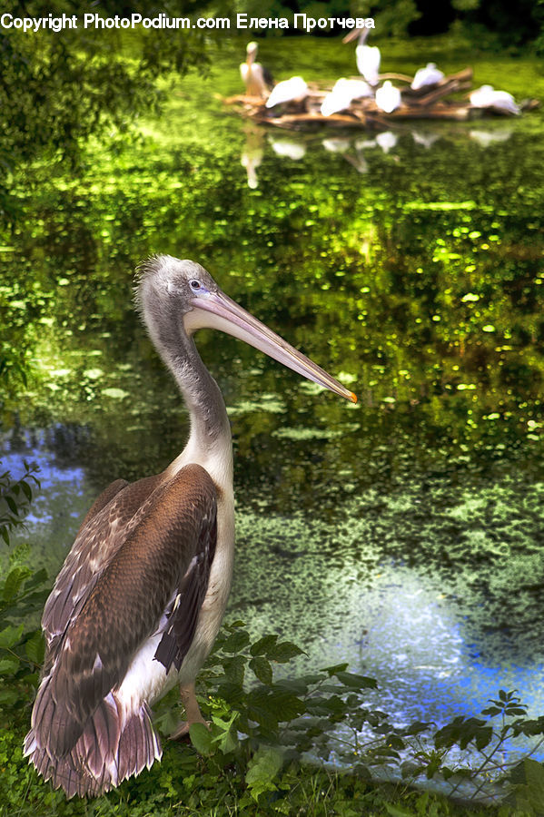 Bird, Waterfowl, Pelican, Booby, Beak, Outdoors, Pond