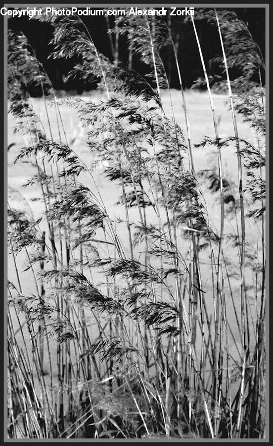 Grass, Plant, Reed, Land, Marsh, Outdoors, Swamp