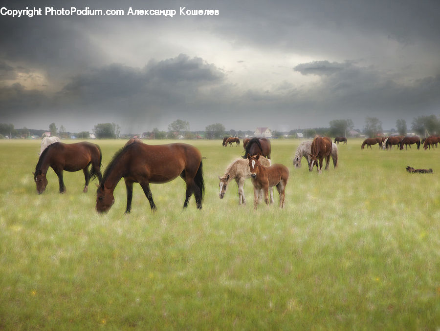 Animal, Colt Horse, Foal, Horse, Mammal, Field, Grass