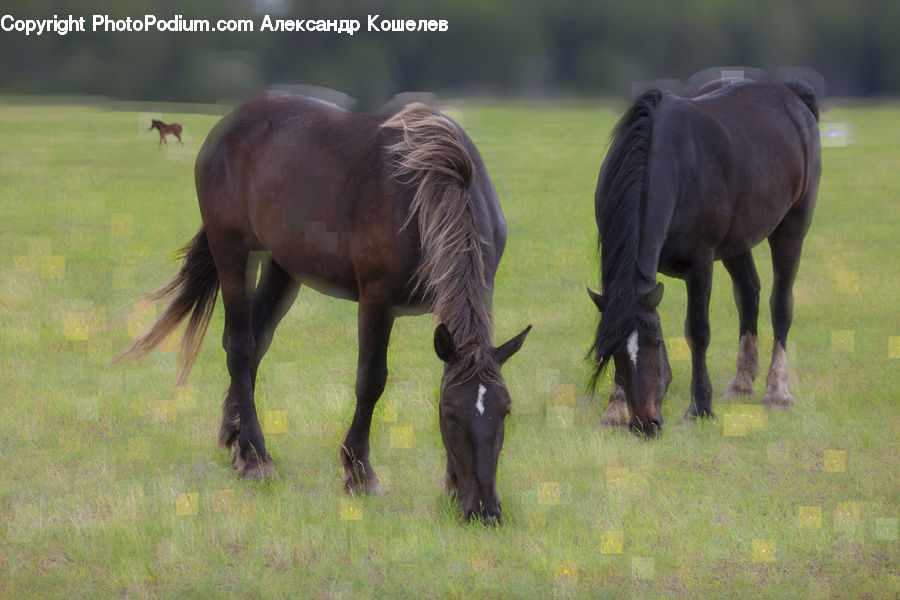 Animal, Colt Horse, Foal, Horse, Mammal, Countryside, Grassland