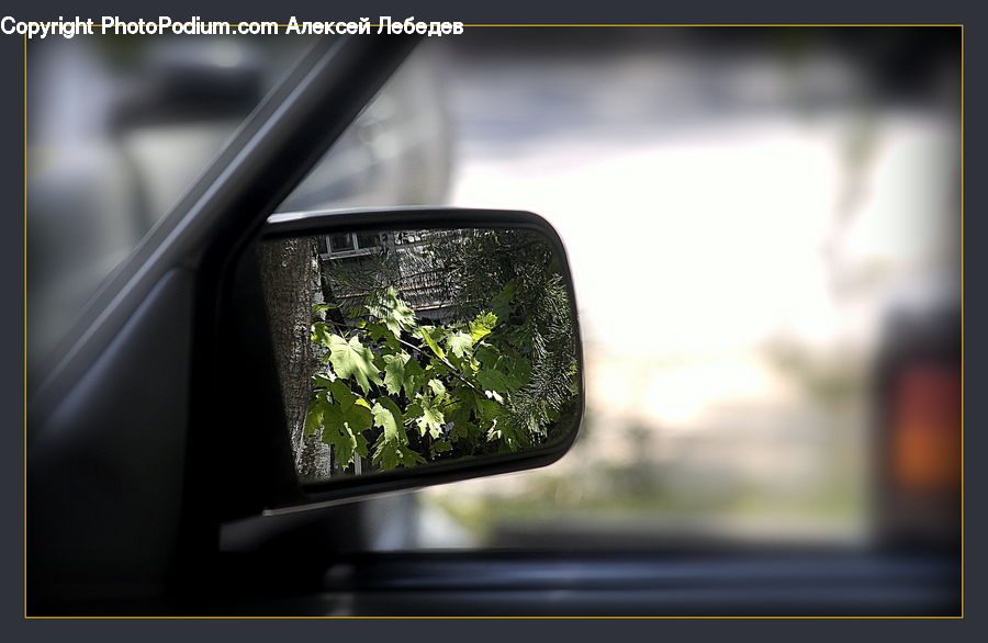 Car Mirror, Mirror, Herbal, Herbs, Plant, Planter