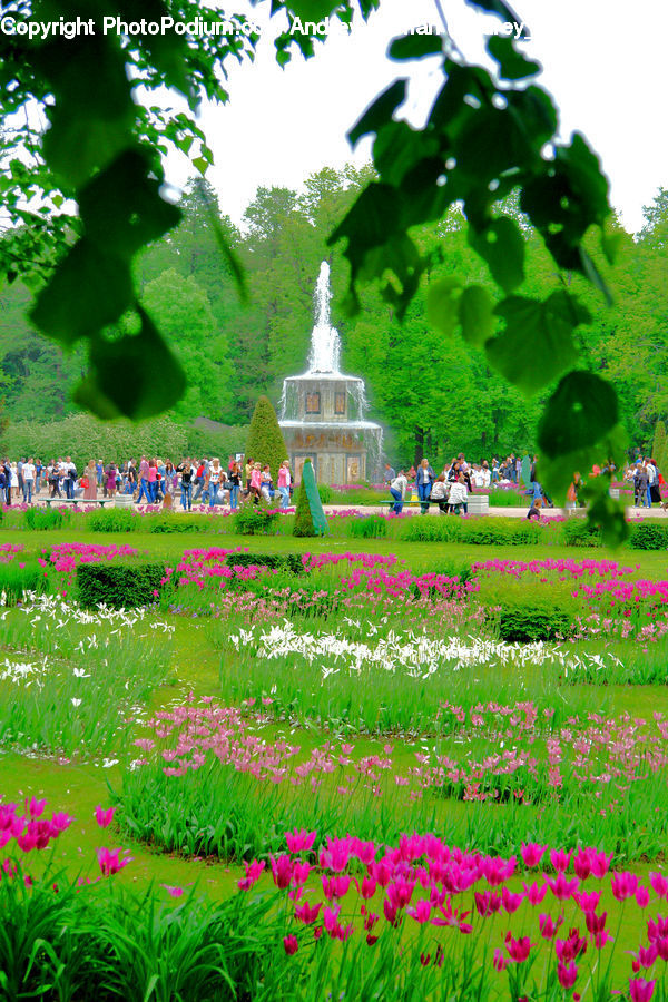 Park, Garden, Plant, Blossom, Flora, Flower, Bush