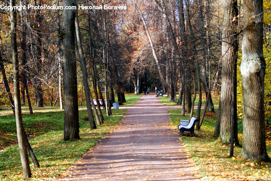 Birch, Tree, Wood, Path, Road, Walkway, Bench