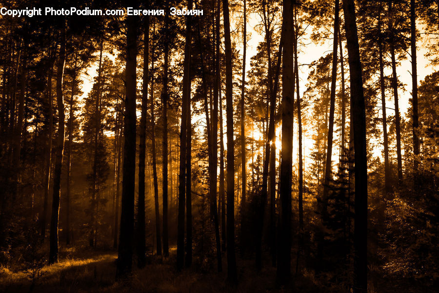 Forest, Vegetation, Night, Outdoors, Flare, Light, Sunlight