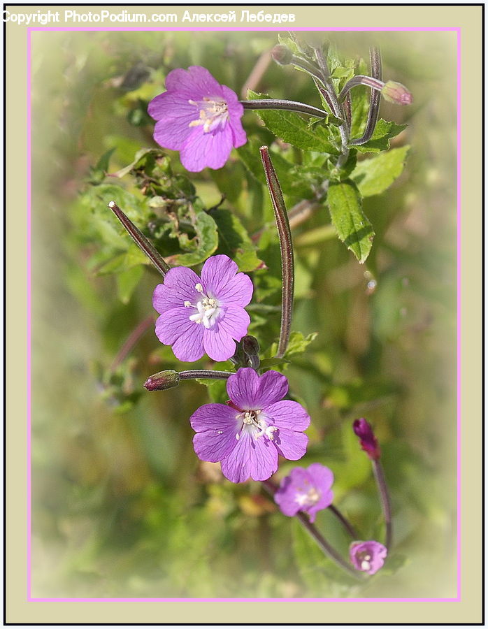 Blossom, Flora, Flower, Geranium, Plant, Aquilegia, Violet