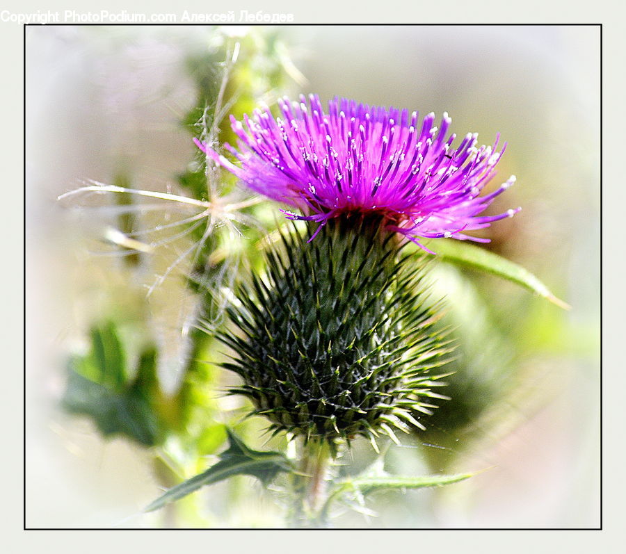 Flora, Flower, Plant, Thistle, Weed, Blossom