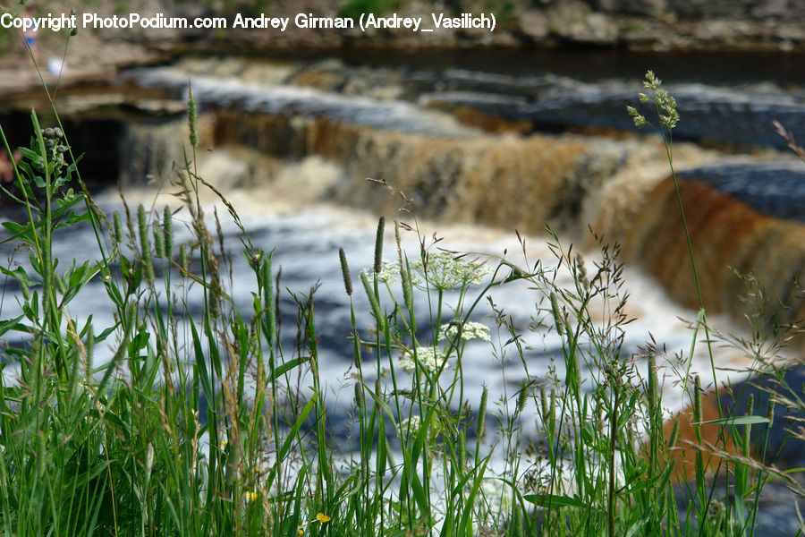 Field, Grass, Grassland, Plant, Outdoors, Pond, Water