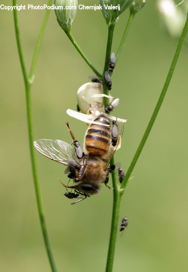 Apidae, Bee, Bumblebee, Insect, Invertebrate, Andrena, Asilidae