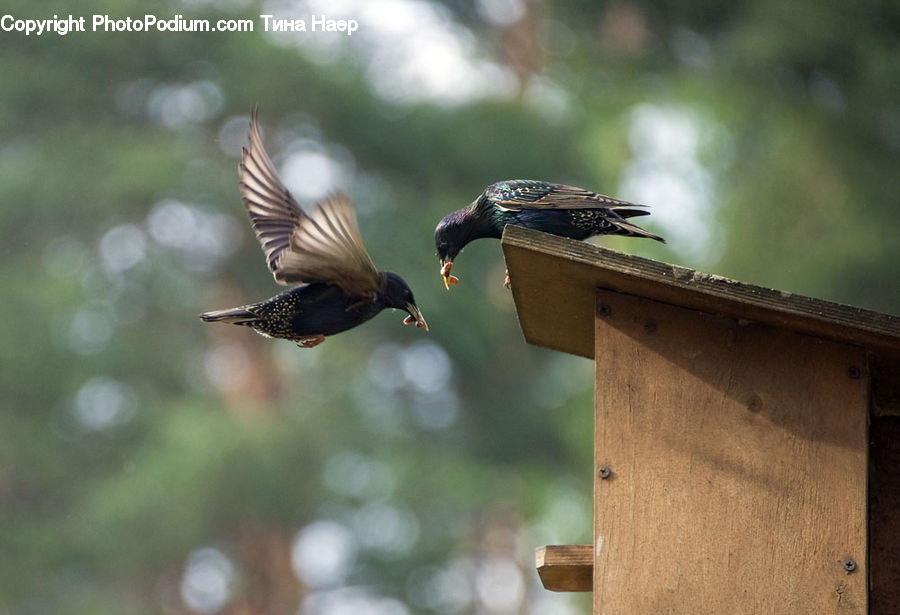 Bird, Swallow, Bee Eater, Sparrow, Blue Jay, Bluebird, Jay