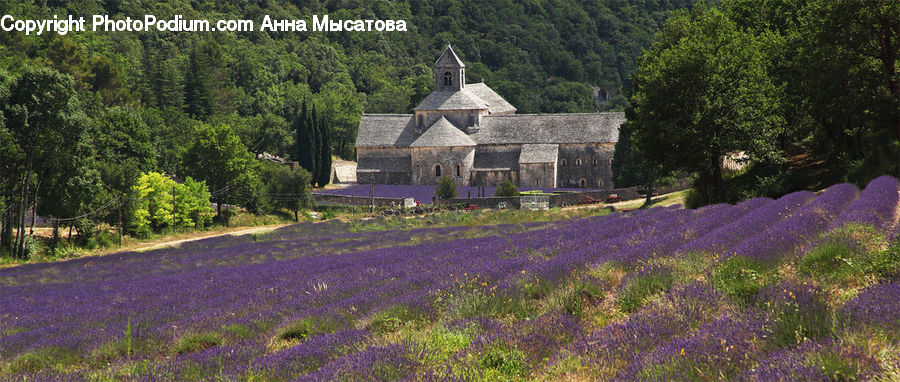 Building, Cottage, Housing, Lavender, Plant, Architecture, Monastery