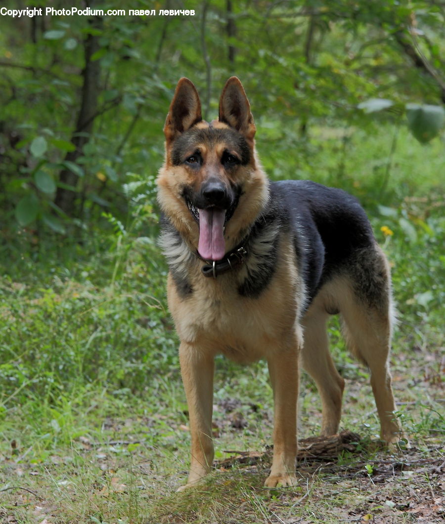 Animal, Canine, Dog, German Shepherd, Mammal, Pet, Collie