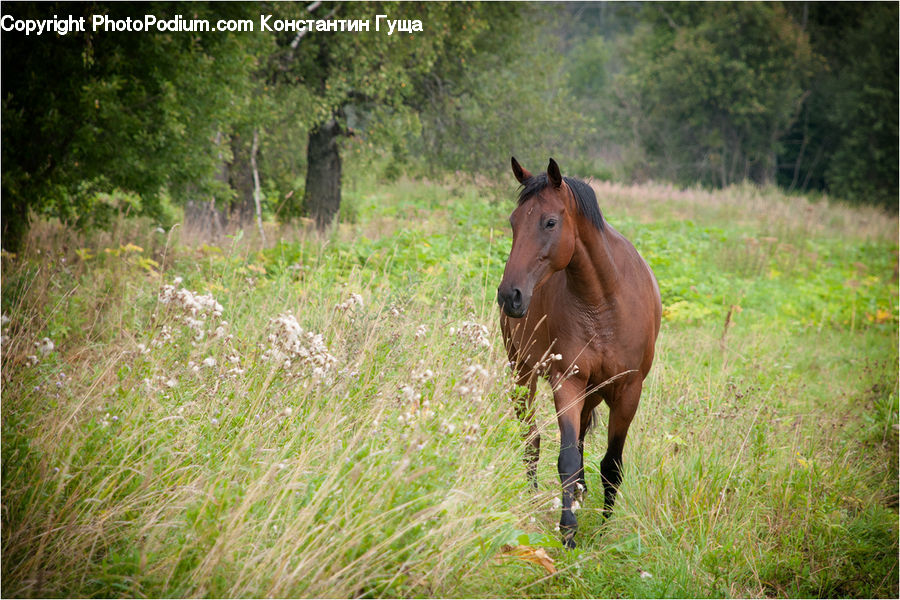Animal, Colt Horse, Foal, Horse, Mammal, Field, Grass