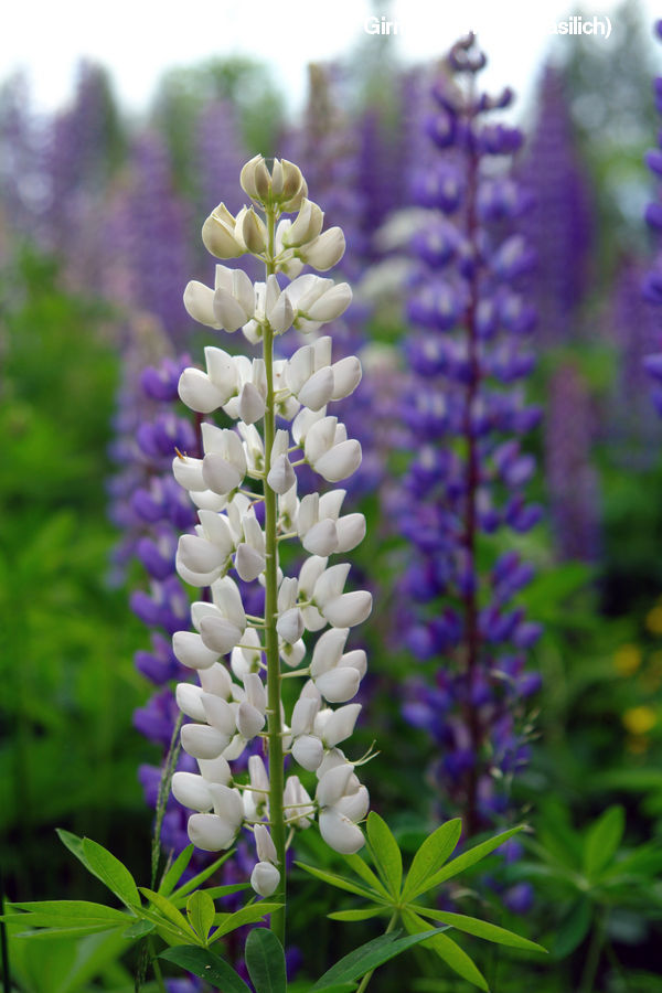 Flower, Lupin, Plant, People, Person, Human, Blossom