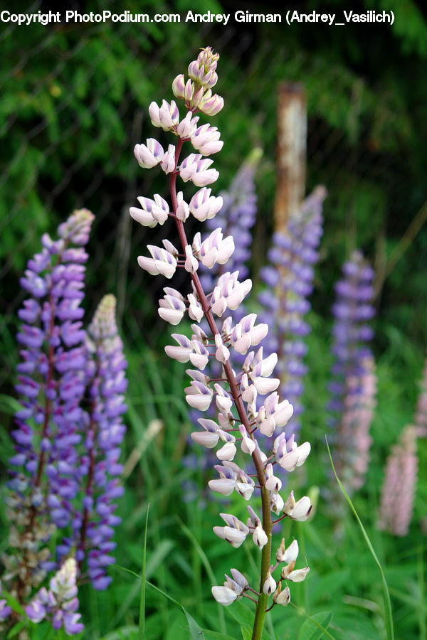 Flower, Lupin, Plant, Blossom, Flora, Conifer, Fir
