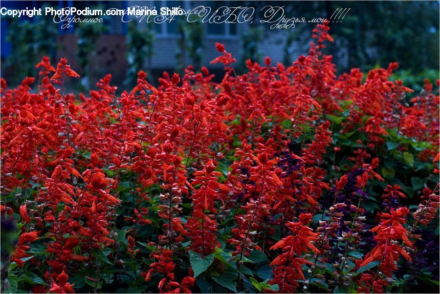 Bush, Plant, Vegetation, Blossom, Flora, Flower, Maple