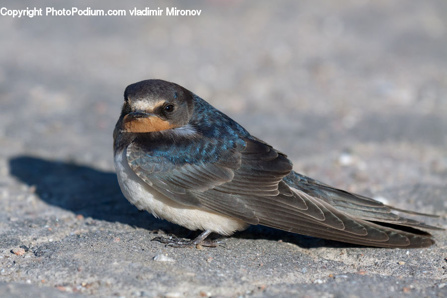 Bird, Swallow